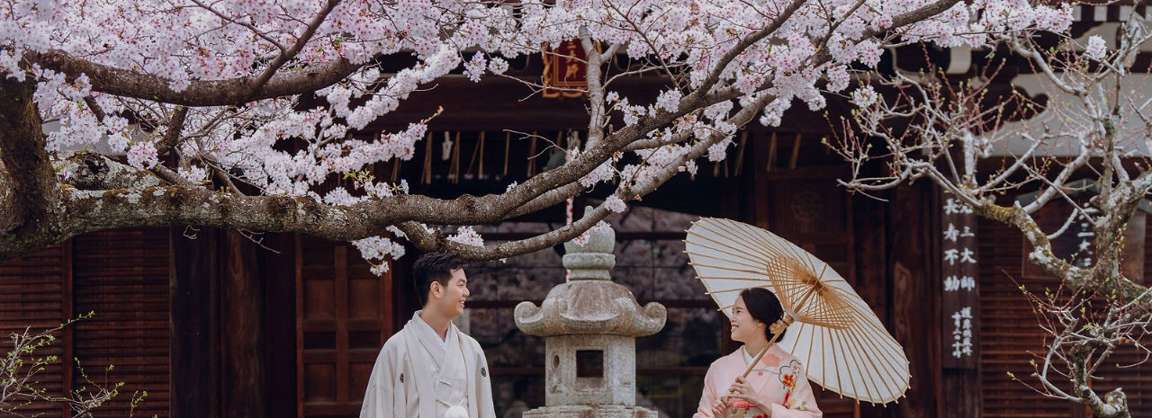 Japan Cherry Blossoms
