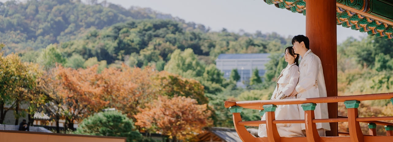 Korea Autumn Maple Leaves