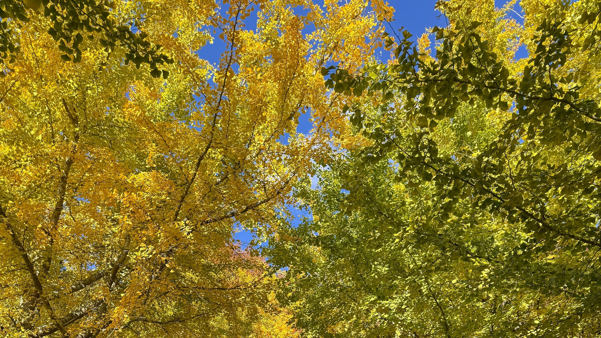 Autumn foliage New Zealand elopement