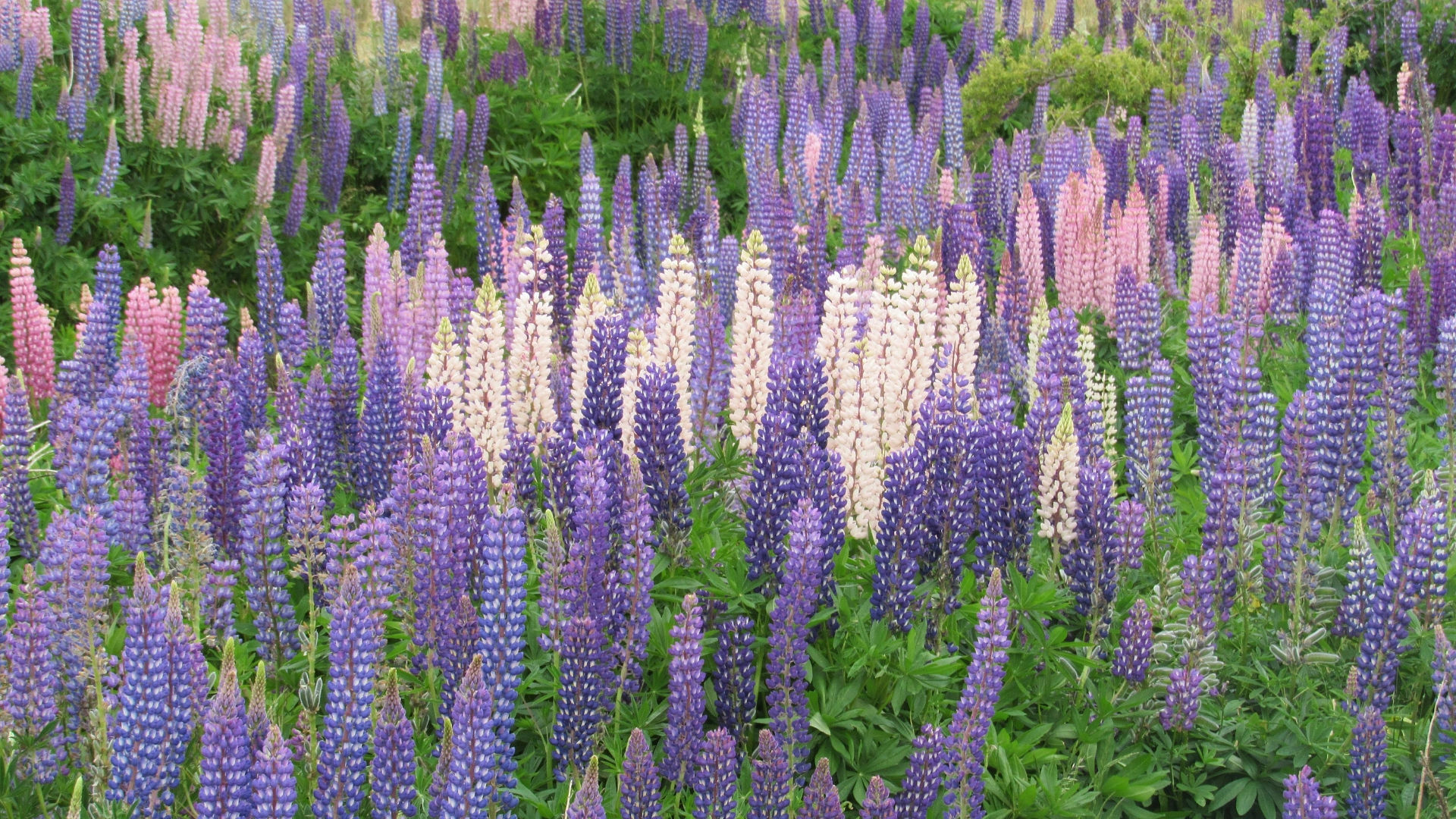 Lupin fields New Zealand spring summer
